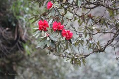 Rhododendron arboreum